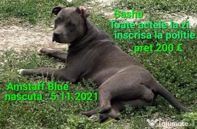 American Staffordshire Amstaff Blue