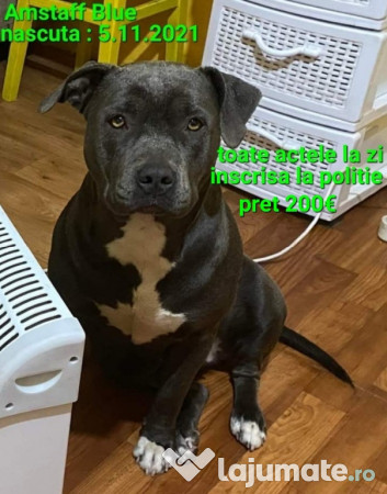 American Staffordshire Amstaff Blue