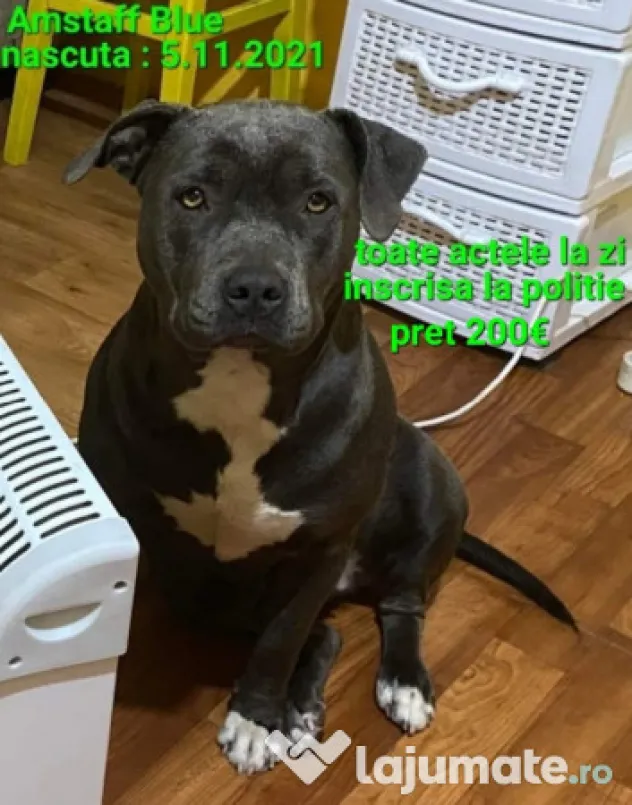 American Staffordshire Amstaff Blue