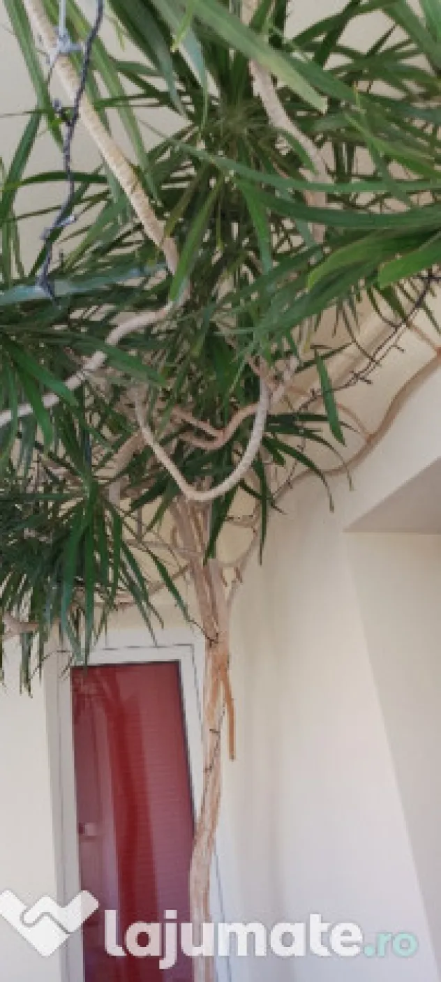 Dracena 5 metri, 20 ani