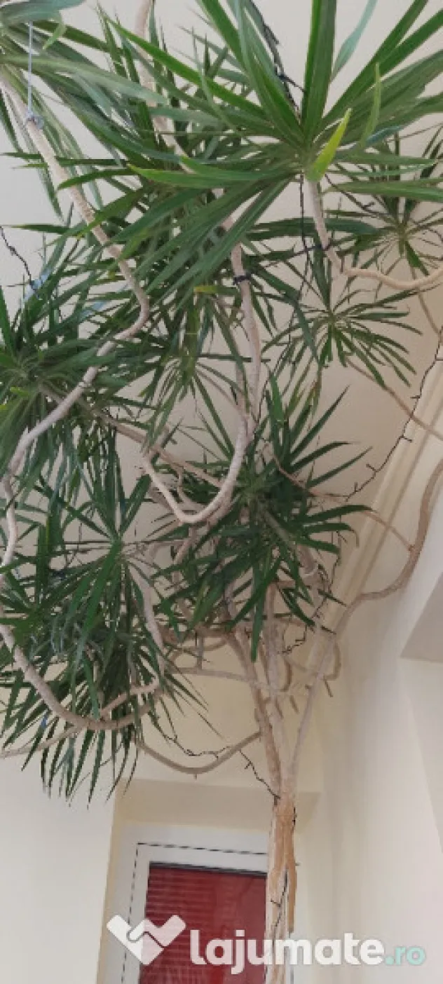 Dracena 5 metri, 20 ani