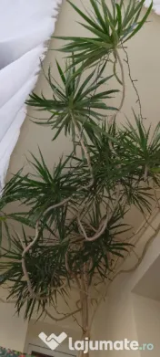 Dracena 5 metri, 20 ani 
