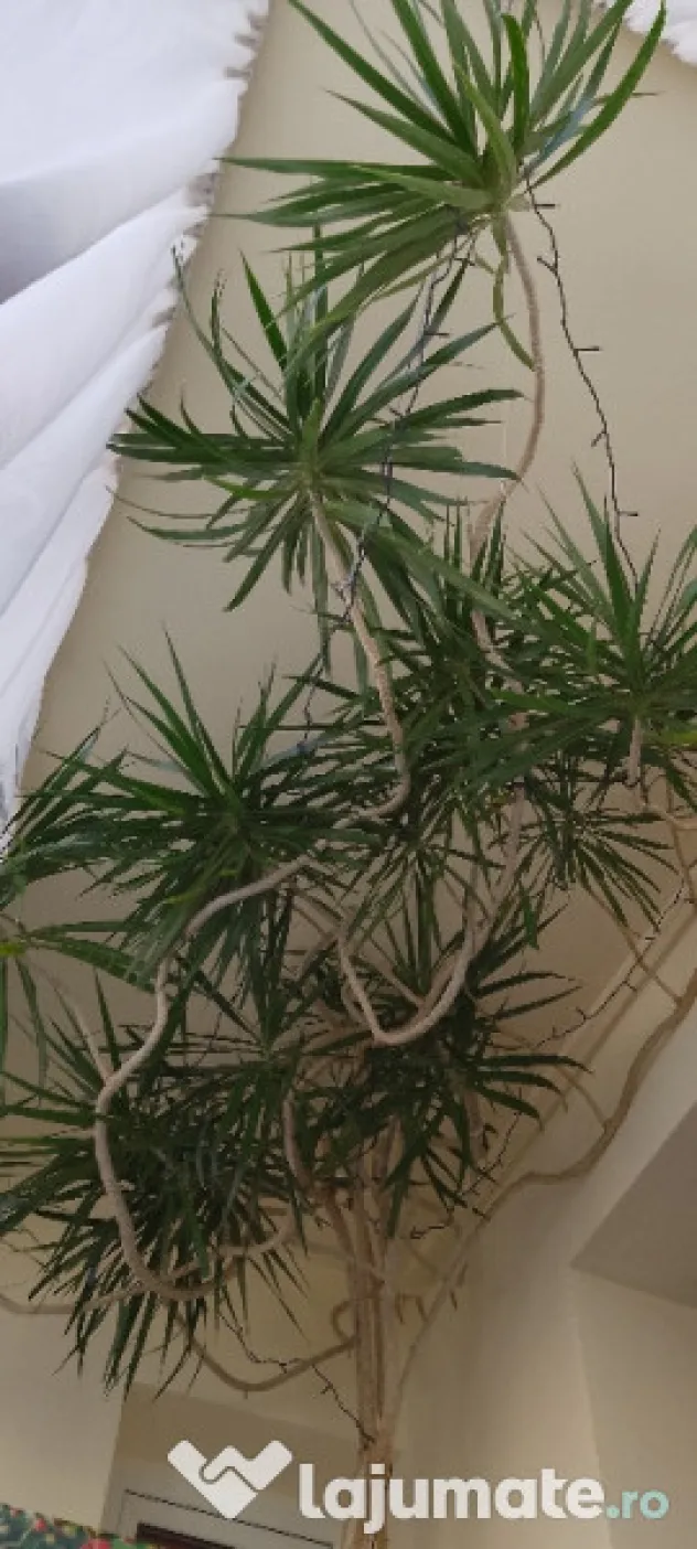 Dracena 5 metri, 20 ani