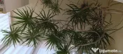 Dracena 5 metri, 20 ani 
