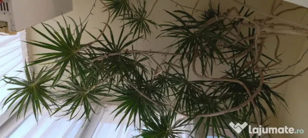 Dracena 5 metri, 20 ani