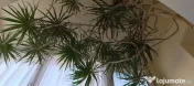 Dracena 5 metri, 20 ani 