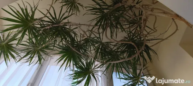 Dracena 5 metri, 20 ani