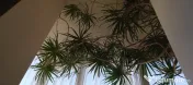 Dracena 5 metri, 20 ani 
