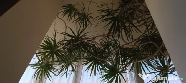 Dracena 5 metri, 20 ani