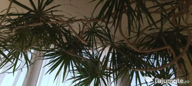 Dracena 5 metri, 20 ani