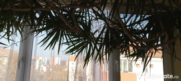Dracena 5 metri, 20 ani