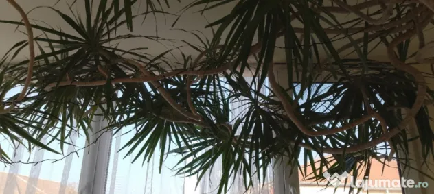 Dracena 5 metri, 20 ani