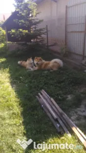 Donez Akita Inu, 6 ani