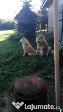 Donez Akita Inu, 6 ani