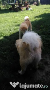 Donez Akita Inu, 6 ani
