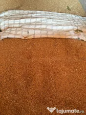 Grâu de Toamnā bun 
