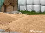 Grâu din agricultură ecologică pentru consum si samanta C2.