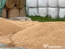 Grâu din agricultură ecologică pentru consum si samanta C2.