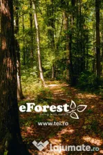 Loturi de casă 720 - 900 mp, langă Pădure în eForest, acces asfaltat