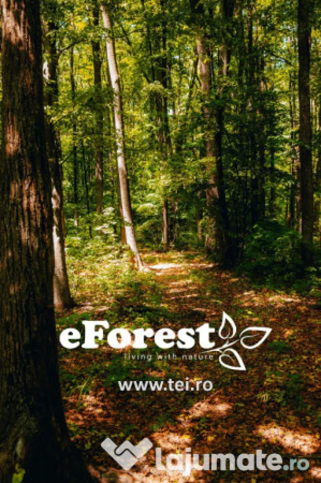 Loturi de casă 720 - 900 mp, langă Pădure în eForest, acces asfaltat