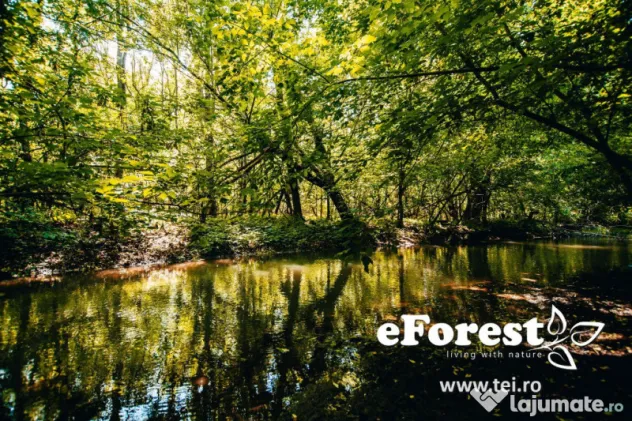 Loturi de casă 720 - 900 mp, langă Pădure în eForest, acces asfaltat