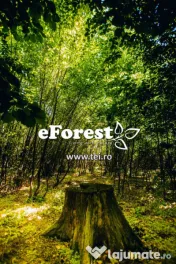 Loturi de casă 720 - 900 mp, langă Pădure în eForest, acces asfaltat 
