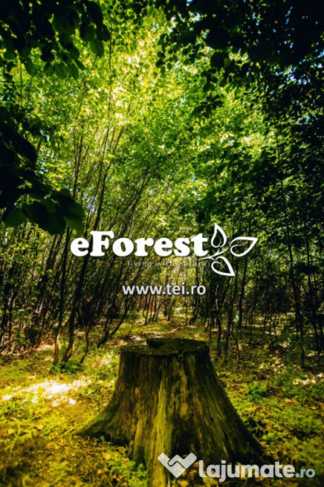 Loturi de casă 720 - 900 mp, langă Pădure în eForest, acces asfaltat