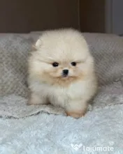 Pomeranian talie mica rasă pura 