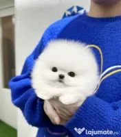 Pomeranian talie mica rasă pura 