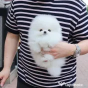 Pomeranian talie mica rasă pura 