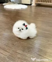 Pomeranian talie mica rasă pura 