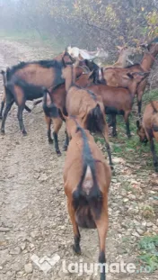 Capre alpina franceza