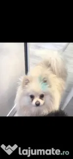Pomeranian mascul alb crem