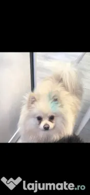 Pomeranian mascul alb crem 