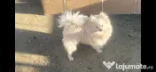 Pomeranian mascul alb crem 