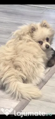 Pomeranian mascul alb crem 