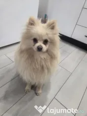 Pomeranian mascul alb crem 