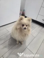 Pomeranian mascul alb crem 