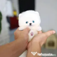 Pomeranian Mini Ursuleț Talie de buzunar 