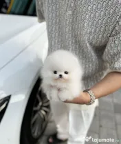 Pomeranian Mini Ursuleț Talie de buzunar 