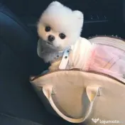 Pomeranian Mini Ursuleț Talie de buzunar 
