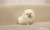 Pomeranian Mini Ursuleț Talie de buzunar 
