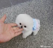 Pomeranian Mini Ursuleț Talie de buzunar 