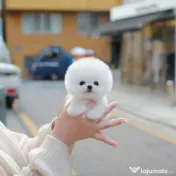 Pomeranian Mini Ursuleț Talie de buzunar 
