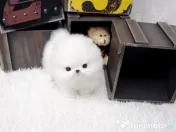 Pomeranian Mini Ursuleț Talie de buzunar 