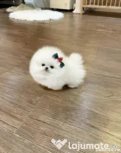 Pomeranian Mini Ursuleț Talie de buzunar 