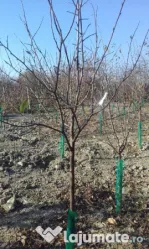 Pomi fructiferi la balot varsta 3-4 ani