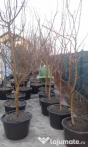 Pomi fructiferi la balot varsta 3-4 ani 