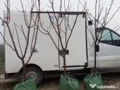 Pomi fructiferi la balot varsta 3-4 ani 