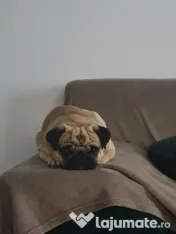 Mascul Pug/Mops pedigree caut partenera-monta gratis 